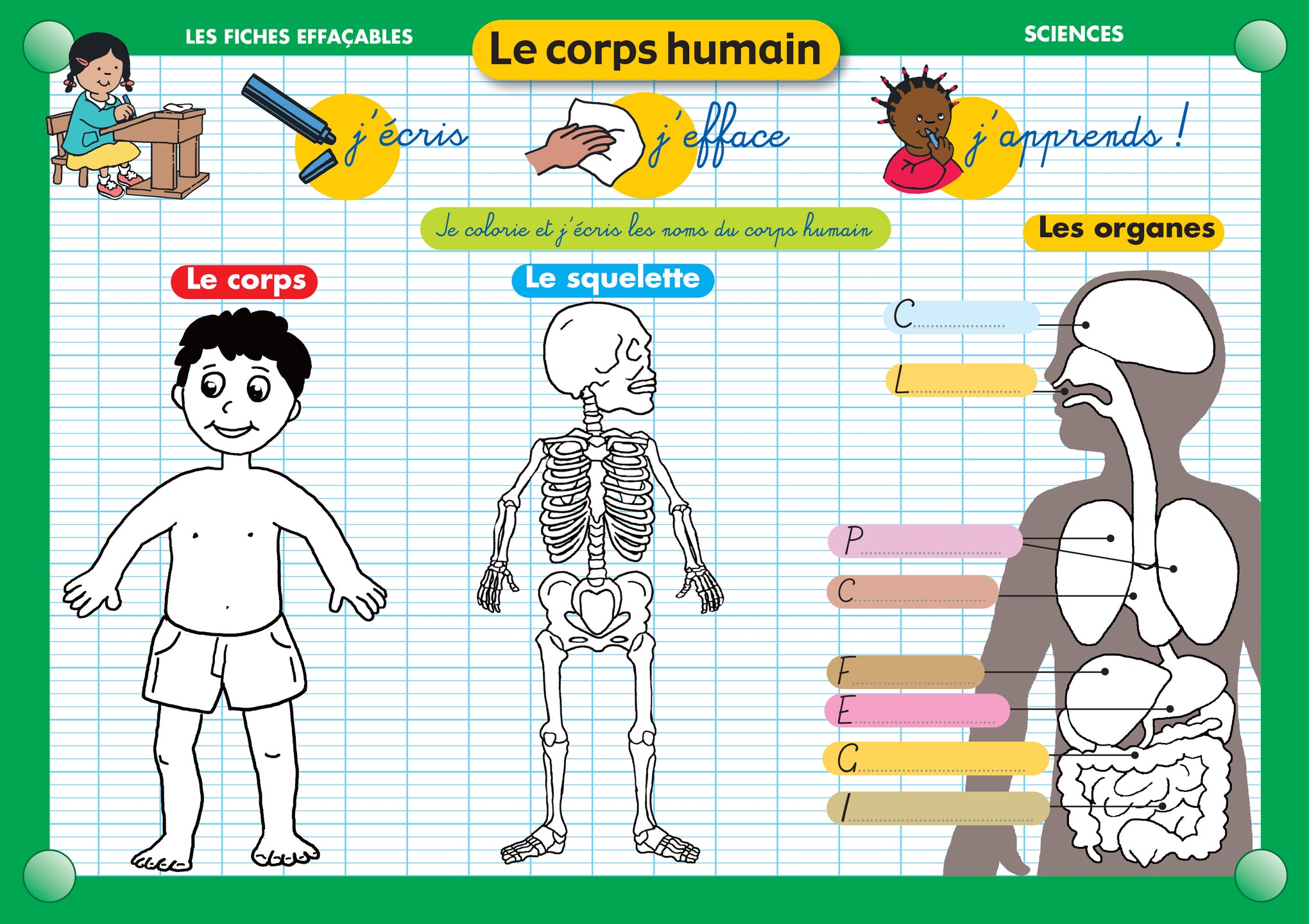 FICHE EFFAÇABLE LE CORPS HUMAIN