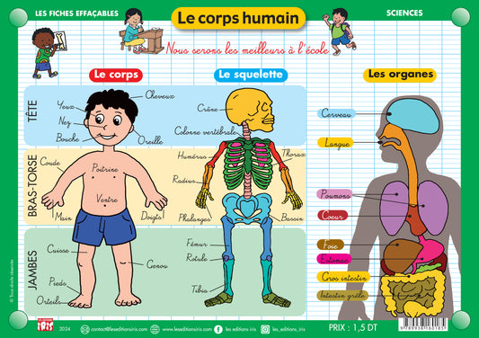 FICHE EFFAÇABLE LE CORPS HUMAIN